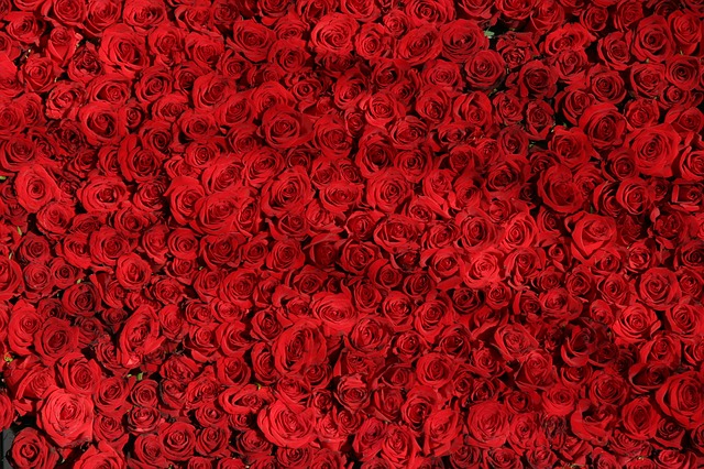 tisíc růží